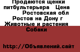 Продаются щенки питбультерьера › Цена ­ 10 000 - Ростовская обл., Ростов-на-Дону г. Животные и растения » Собаки   